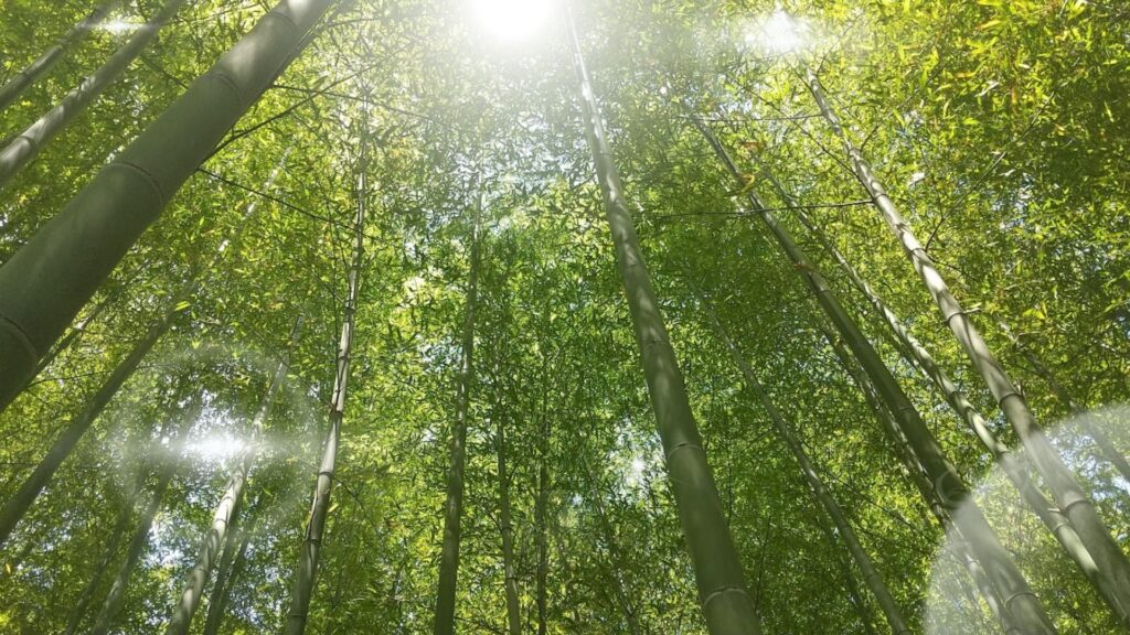 竹林に差し込む光