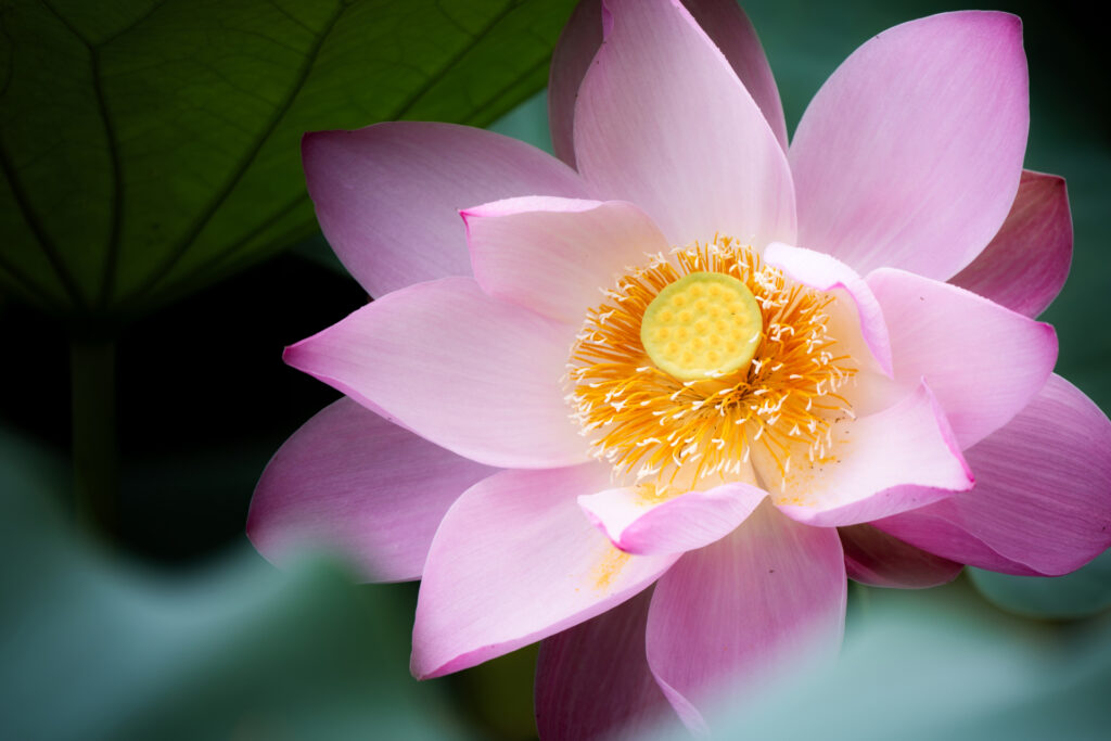 淡いピンクの蓮の花